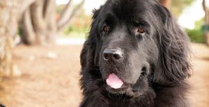 15 of the Best Dogs for Kids
