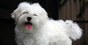 What Are The Best Hypoallergenic Dogs For People With Allergies?
