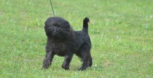 Who’s Who of the Small Dog Breeds