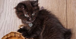 What Are The Types Of Black Cat Breeds?