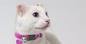 Meet the White Cat Breeds