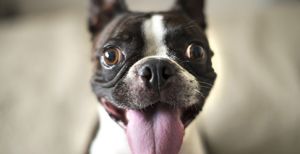 Short-Haired Dogs: Best Breeds and Grooming Needs