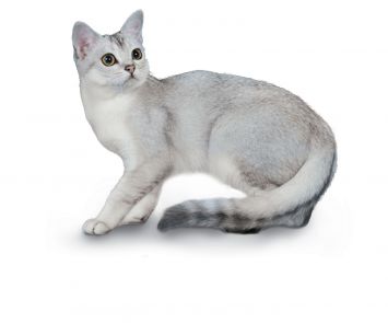 Burmilla