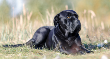 Cane Corso