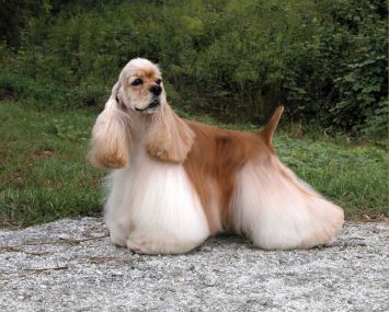 American Cocker Spaniel