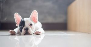 How To Choose A Medium Sized Dog Breed