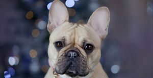 What Are the Cutest Dog Breeds?