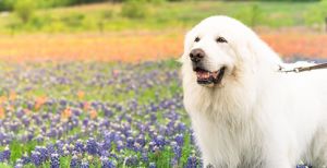 Fluffy Dogs: Top Breeds And Grooming Needs