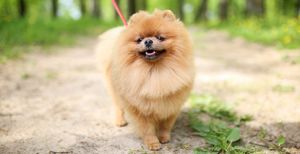 Long-Haired Dogs: Top Breeds and Grooming Needs
