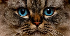 Meet the Fluffy Cat Breeds