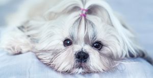 These Low Shedding Dog Breeds Lose Far Less Hair Than Most