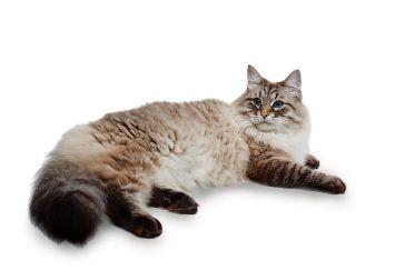 Siberian
