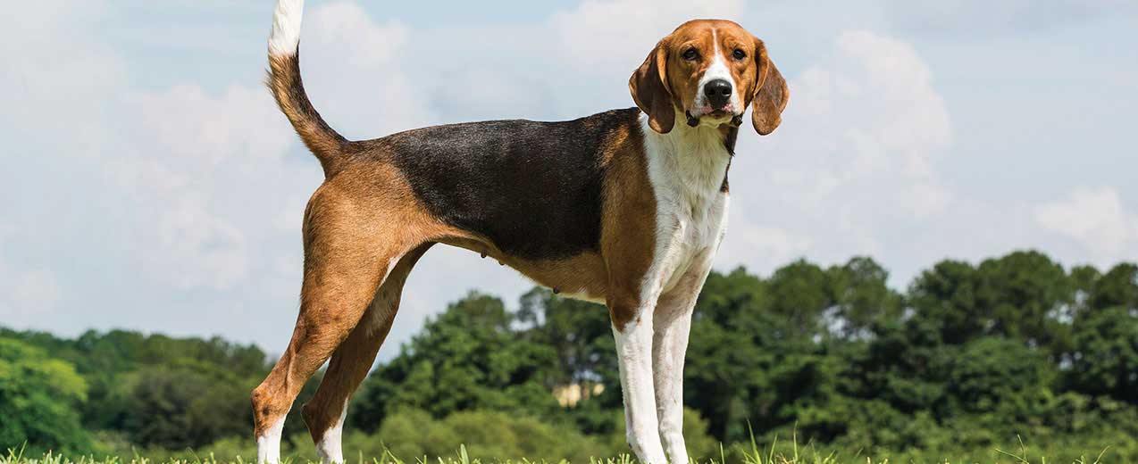 American Foxhound Dog Breed Profile | Petfinder