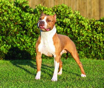 American Staffordshire Terrier