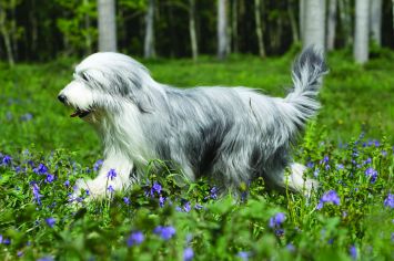 Bearded Collie