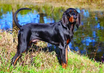 Black and Tan Coonhound