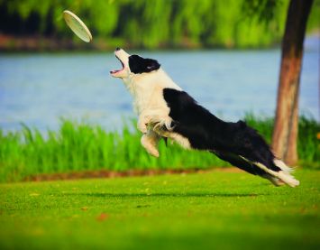 Border Collie