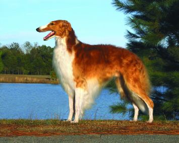 Borzoi Dog Breed Profile | Petfinder Borzoi Dog Breed Profile | Petfinder