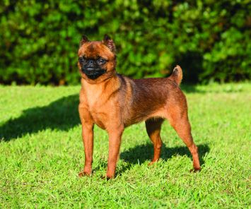 Brussels Griffon