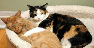 What are the Best Hypoallergenic Cat Breeds for People with Allergies?