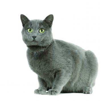 Chartreux