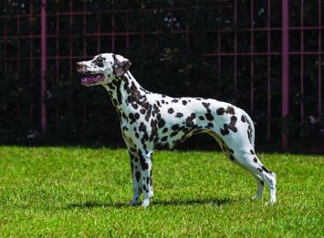 Dalmatian