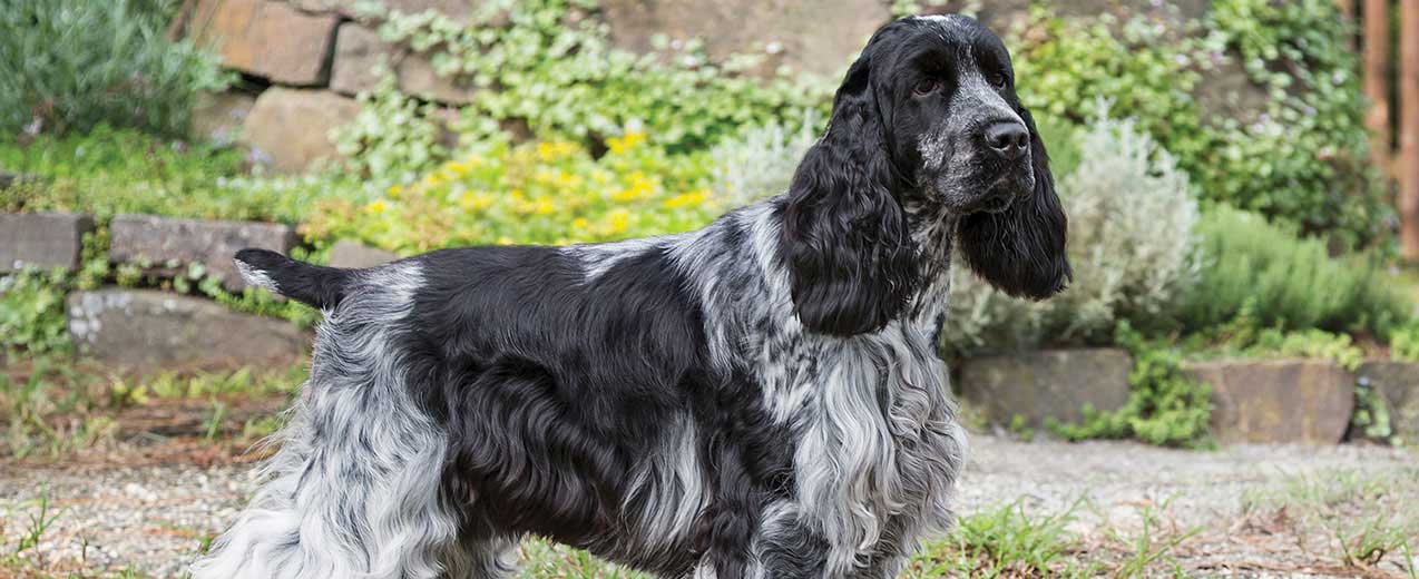 English Cocker Spaniel Dog Breed Profile | Petfinder