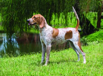 English Coonhound