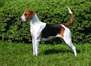 English Foxhound