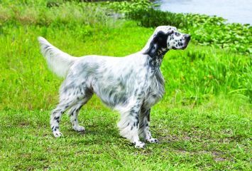 English Setter