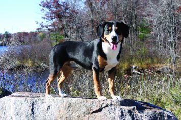 Entlebucher Mountain Dog