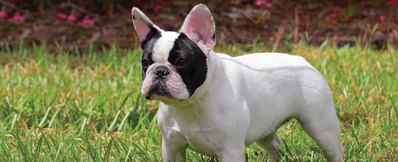 Essay on my pet dog in french