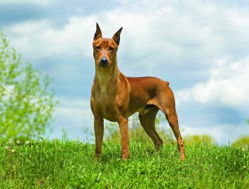 German Pinscher