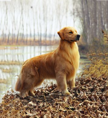 Golden Retriever
