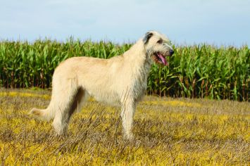 Irish Wolfhound