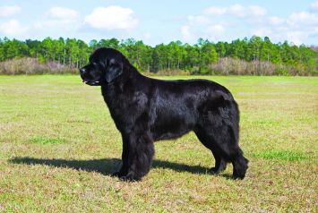 Newfoundland Dog