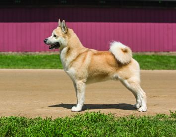 Norwegian Buhund