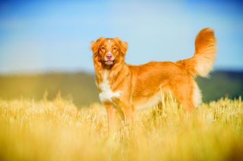 Nova Scotia Duck Tolling Retriever