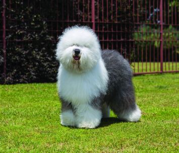 Old English Sheepdog