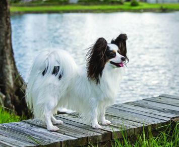 Papillon
