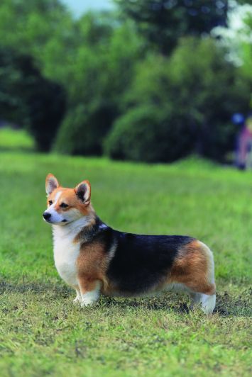 Pembroke Welsh Corgi