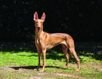 Pharaoh Hound