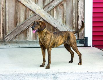 Plott Hound