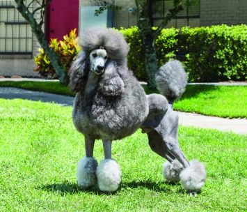 Poodle