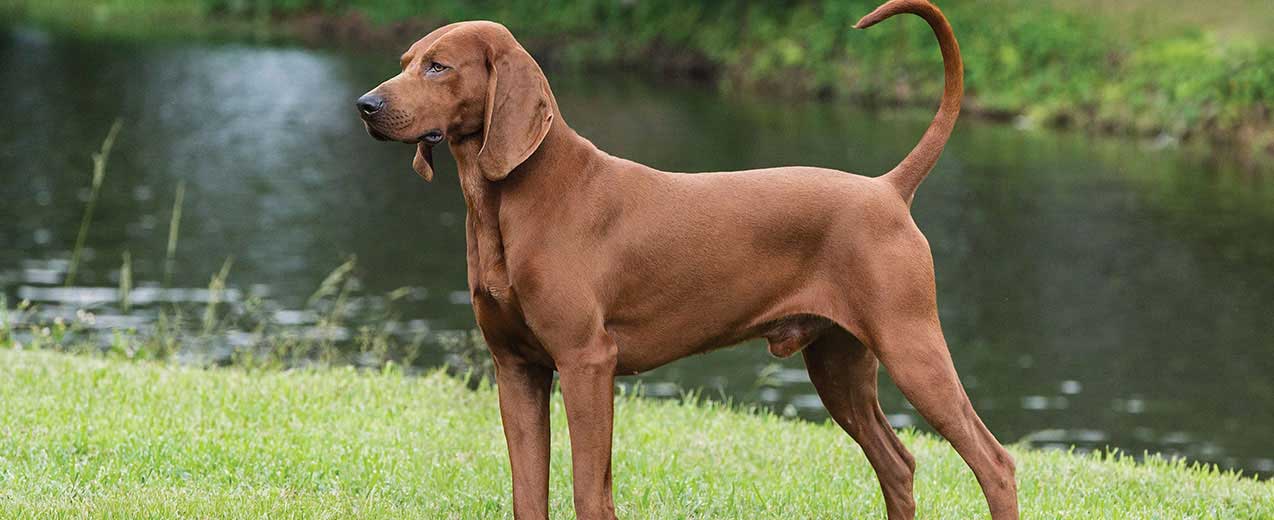 redbone coonhound stuffed animal