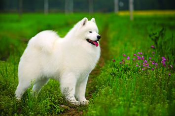 Samoyed