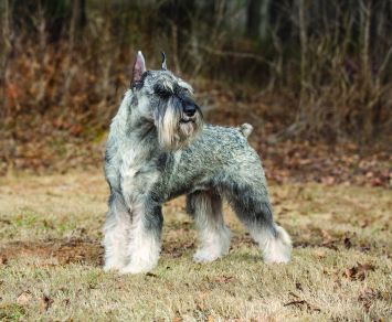 Schnauzer