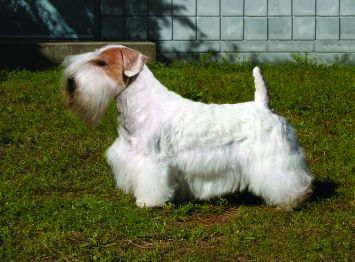Sealyham Terrier