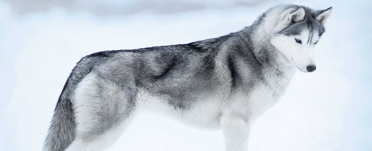 Siberian Husky Dog Breed Profile | Petfinder