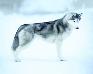 Siberian Husky